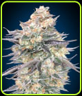 Blue Dream - OO Seeds