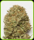 Blue Dream Auto - Humboldt Seed Organisation