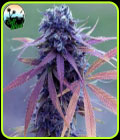 Blue Dream Auto - Cali Weed Seeds