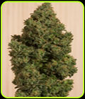 Blue Dream CBD - Humboldt Seed Organisation