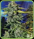 Blue Dream Haze - Cali Connection Seeds