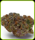 Blue Dream Sherbet Autoflower - Growers Choice