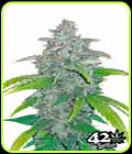 Blue Dream'matic - FastBuds