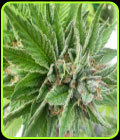 Blue Dynamic - Gage Green Group