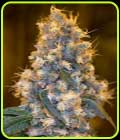 Blue Fire - Humboldt Seed Organisation