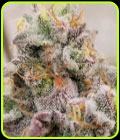 Blue Fizz - Grounded Genetics