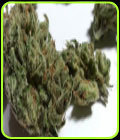 Blue Flame - Gage Green Group