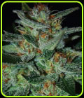 Blue Funk AKA Blue Cheese - Expert Seeds