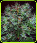 Blue Funk Auto AKA Blue Cheese Auto - Expert Seeds
