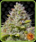 Blue Gelato 41 - Barneys Farm Seeds