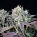 Blue Gem - Paradise Seeds