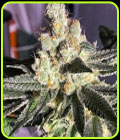 Blue Grape Fuel - Old School Genetics