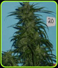 Blue Hawaiian Sativa - Jordan of the Islands