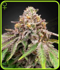 Blue Haze x Gelato 41 Auto - Green House Seeds