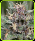 Blue Hell Auto - Medical Seeds