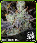 Blue Himalaya - Short Stuff Seeds