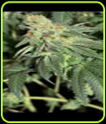 Blue Ice OG - Seedsman Seeds