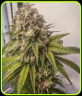 Blue Kachina - Conscious Genetics