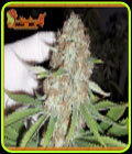 Blue Kripple - Dr Krippling Seeds