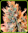 Blue Medi Kush - Spliff Seeds