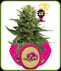 Blue Mistic - Royal Queen Seeds