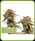 Blue Moby - Seed Stockers