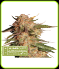 SALE - Blue Moby Auto - Seed Stockers - Cannabis Seed Sale Items