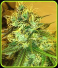 Blue Mountain Durban - Medicann Seeds