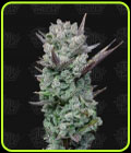 Blue Nerdz - Terp Treez Co