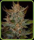 Blue OG - G13 Labs Seeds