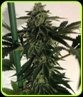 Blue OG Sherbet - The Plug Seedbank