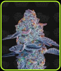 Blue Pancakes S1 - Terp Treez Co