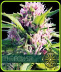Blue Power - Vision Seeds