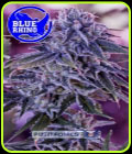 Blue Rhino - Positronic Seeds