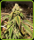 Blue Sherbalato - Pheno Finder Seeds