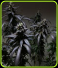 Blue Sherbert S1 - The Plug Seedbank