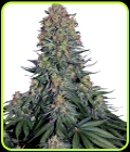 Blue Skunk - Sensi Seeds