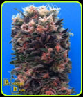 Blue Sky 99% - Breaking Buds Seeds