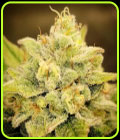 Blue Sprayed Shoes Remix Auto - Night Owl Seeds
