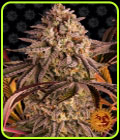 Blue Sunset Sherbert - Barneys Farm Seeds
