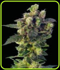 Blue Thunder - Sagarmatha Seeds
