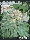 Blue Zlushi - ElevenThirty Genetics