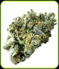 Blue Zushi Auto - TerpFarmz Seeds