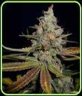 Blue in Green - Gage Green Group