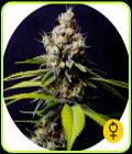 Blueberry 420 Auto - The Bulldog Seeds