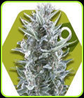 Blueberry - Zambeza Seeds