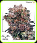 Blueberry - Dutch Passion Seeds