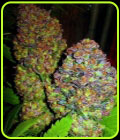 Blueberry - Phoenix Cannabis Seeds