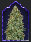 Blueberry - OO Seeds