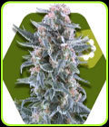 Blueberry Auto - Zambeza Seeds